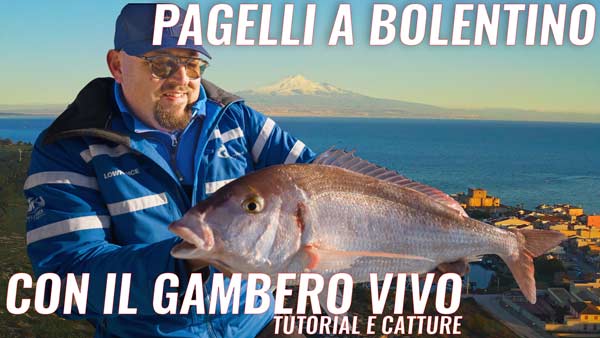 Pagelli a bolentino col gambero vivo